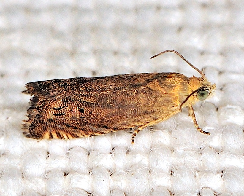 Tortricidae N. 17